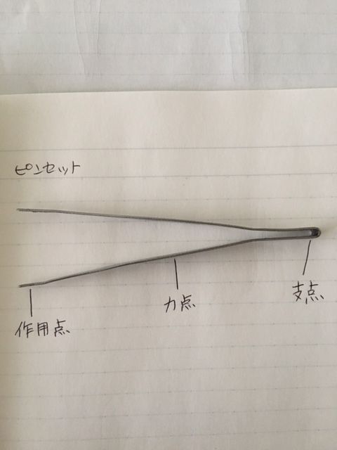体が第三種テコを多く使っているのはなぜか 陽気な陽子のブログ 体が第三種テコを多く使っているのはなぜか 陽気な陽子のブログ