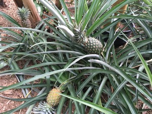 IMG_0078