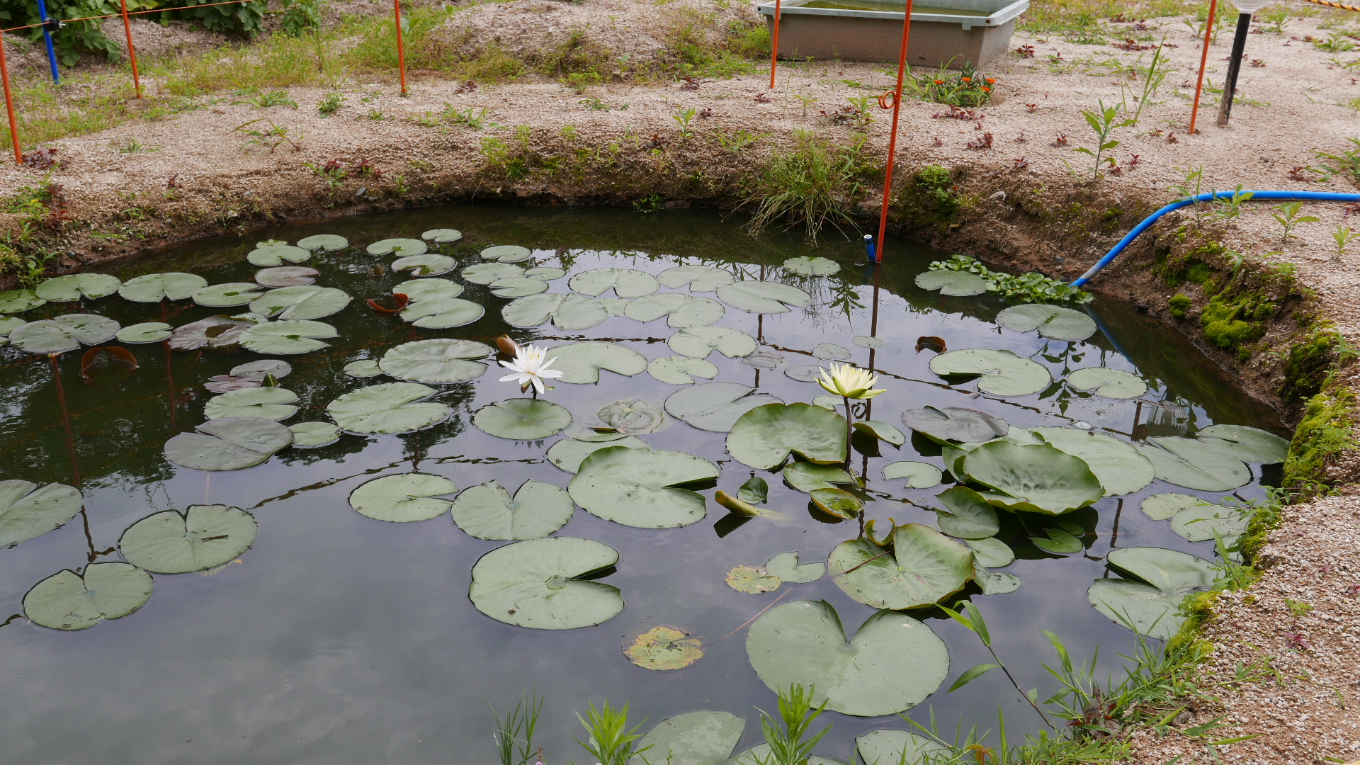 温帯スイレン 咲き始めました和楽園 広島 高齢者の生活ケア