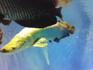 魚