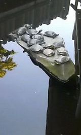 亀