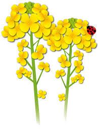 菜の花