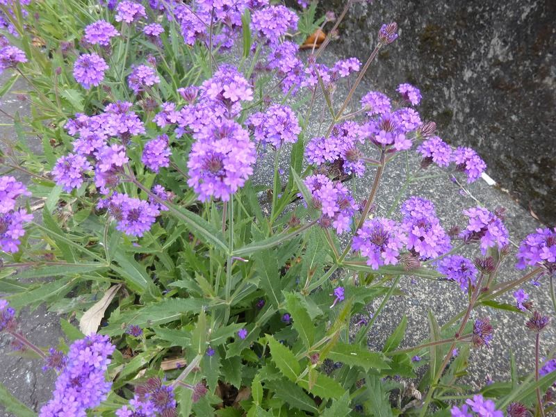 初夏の花 その2 帰化植物 西洋史クラスのブログ 初夏の花 その2 帰化植物 西洋史クラスのブログ