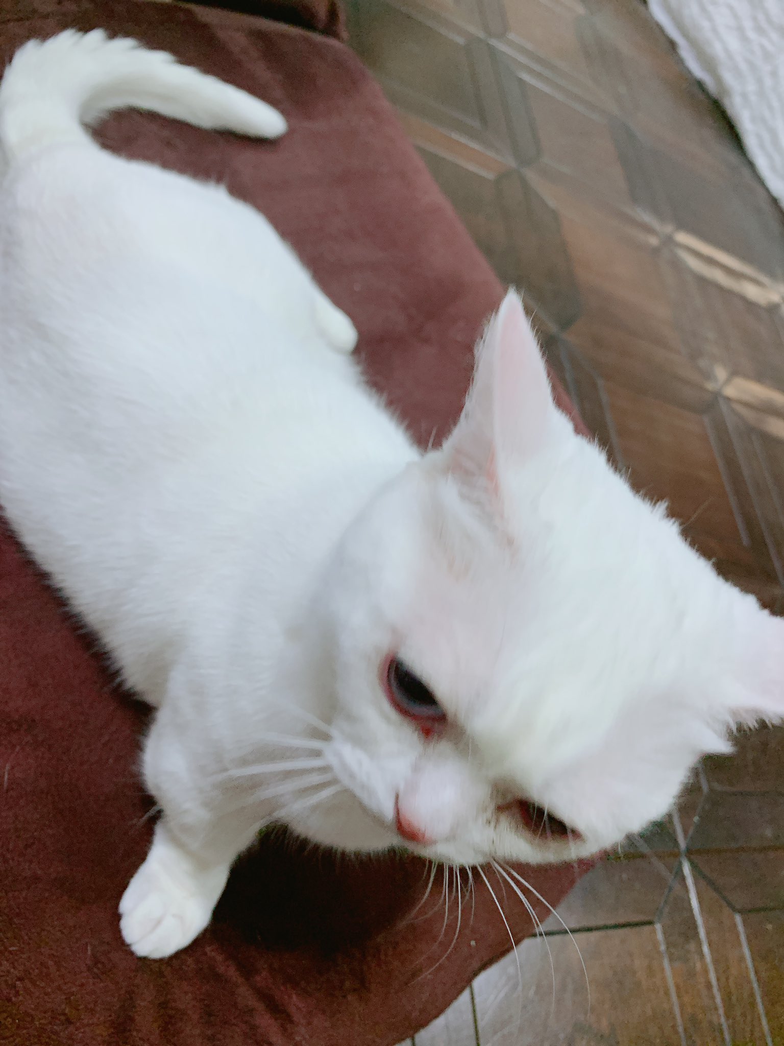 悠木碧 ちゅ る ちゅ る Ciaoちゅ る 動画あり 声優メモ帳