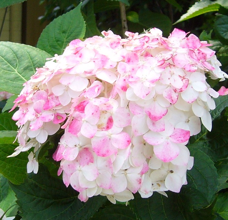 種子島のアジサイ ナガラメ その２ Dna サガンティーノの小さな旅のブログ