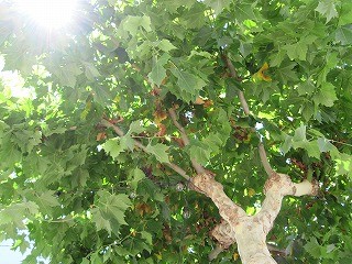 20090731_106