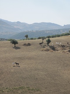 20090729_030