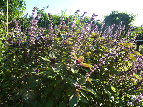 P1090081