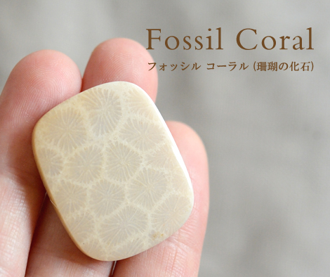 フォッシルコーラルFB2