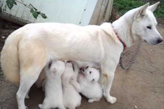 珍島犬の親子