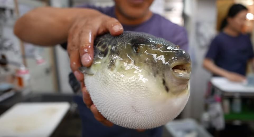 外国人 この動画を見て涙が出た 日本の料理人包丁捌きが早すぎて 死ぬのも間に合わないほどフグが生きたまま切り刻まれる 海外反応 世界の憂鬱 海外 韓国の反応 外国人 この動画を見て涙が出た 日本の料理人包丁捌きが早すぎて 死ぬのも間に合わないほどフグが生きたまま切り刻まれる 海外反応 世界の憂鬱 海外 韓国の反応