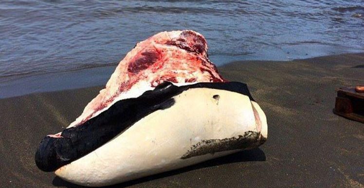 ロシア人 ホエールウオッチングに来た欧米人観光客が泣き出す カリブの漁師がクジラやイルカを見に来た欧米ツーリストの前で シャチを数頭を虐殺し石鹸に 海外の反応 世界の憂鬱 海外 韓国の反応 ロシア人 ホエールウオッチングに来た欧米人観光客が泣き出す カリブの漁師がクジラやイルカを見に来た欧米ツーリストの前で シャチを数頭を虐殺し石鹸に 海外の反応 世界の憂鬱 海外 韓国の反応
