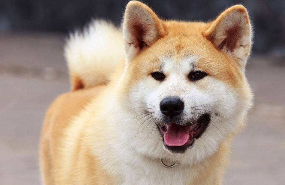 犬田