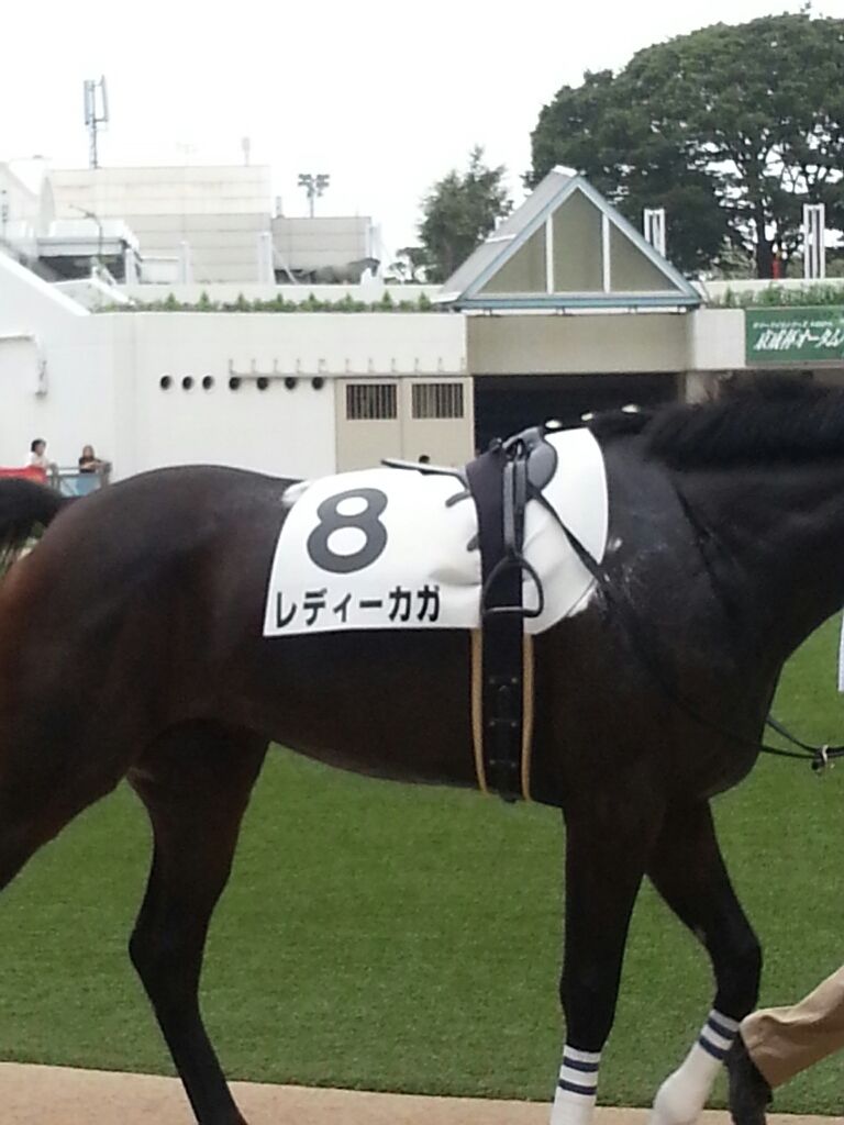 面白い馬名 世界のノブさん トホホな生活 面白い馬名 世界のノブさん トホホな生活