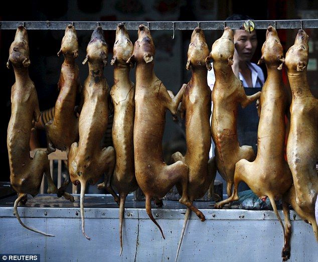 胸糞注意 中国で犬と一緒にライチを食べるお祭り 玉林ライチ犬肉祭 がマジキチ過ぎて胸糞悪い 世界面白ニュース速報