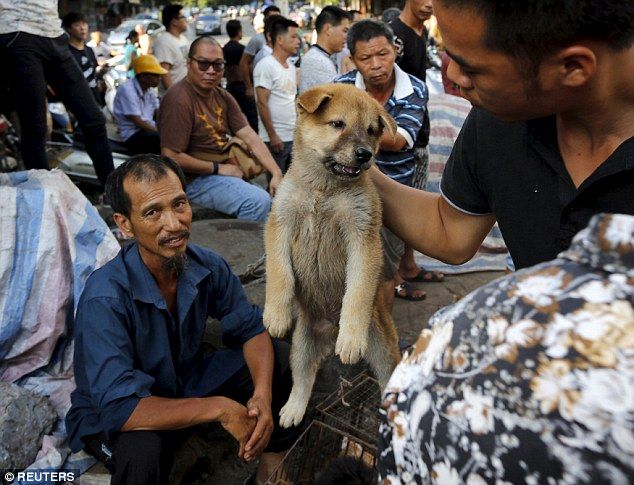 胸糞注意 中国で犬と一緒にライチを食べるお祭り 玉林ライチ犬肉祭 がマジキチ過ぎて胸糞悪い 世界面白ニュース速報