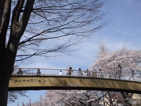 桜3