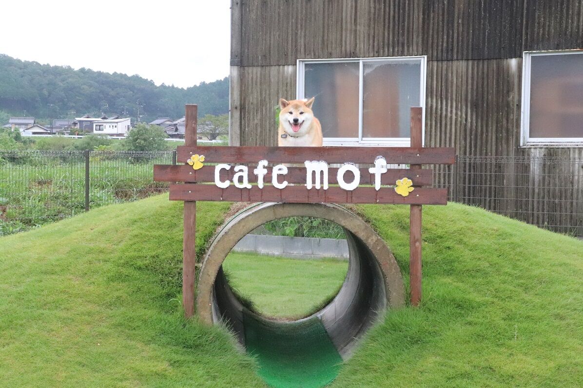 愛犬家の理想を実現 ワンちゃんも人も楽しめる場に 1ヶ月で登録328匹 ドッグラン併設カフェ カフェモフ 岐阜県関市武芸川 の人気の秘密とは 関市ビジネスサポートセンター Seki Biz セキビズ の日記