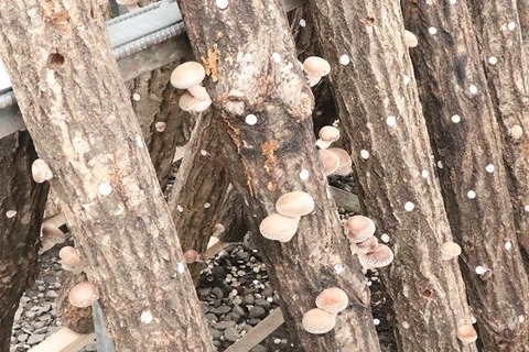 IMG_1590縮小 - コピー