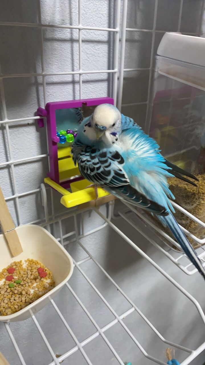 福ちゃんのおもちゃの紹介 コンパニオンバード