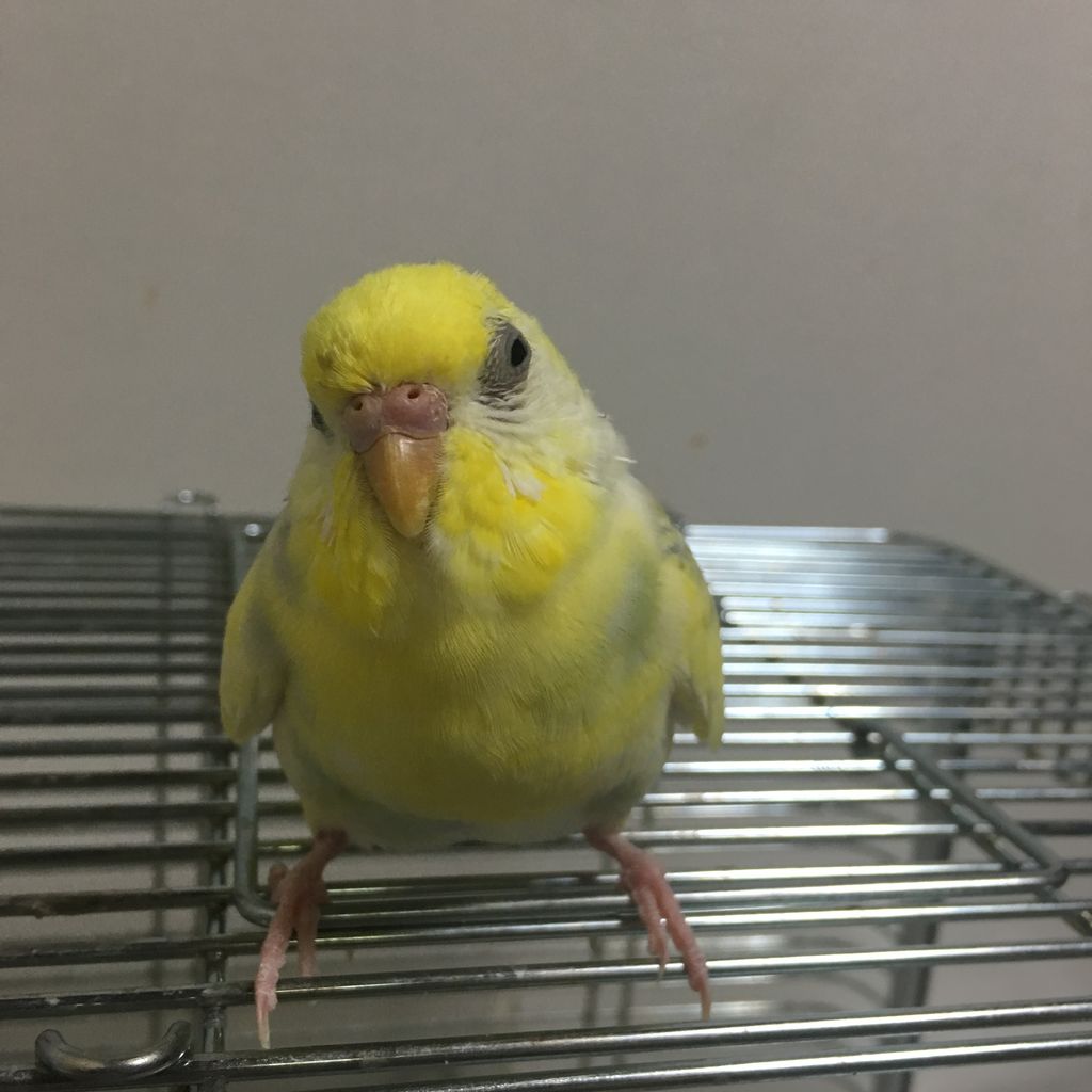 セキセイインコ こうたの闘病日記