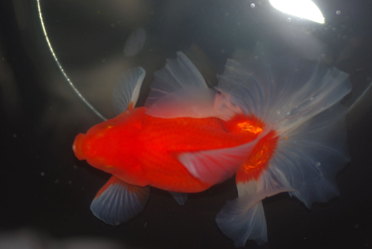 土佐錦魚の土佐の里 土佐錦魚の土佐の里