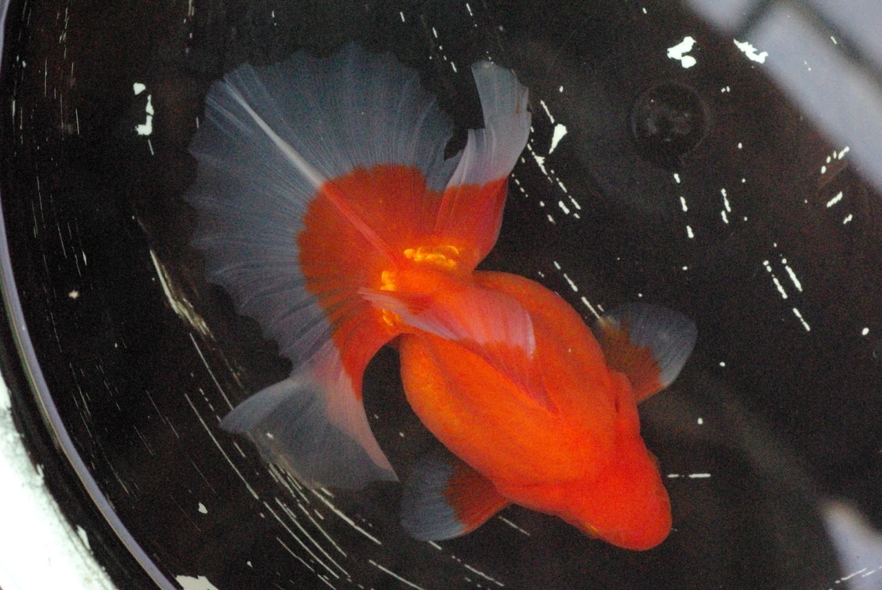 第４４回高知土佐錦魚品評会 全国大会 土佐錦魚の土佐の里