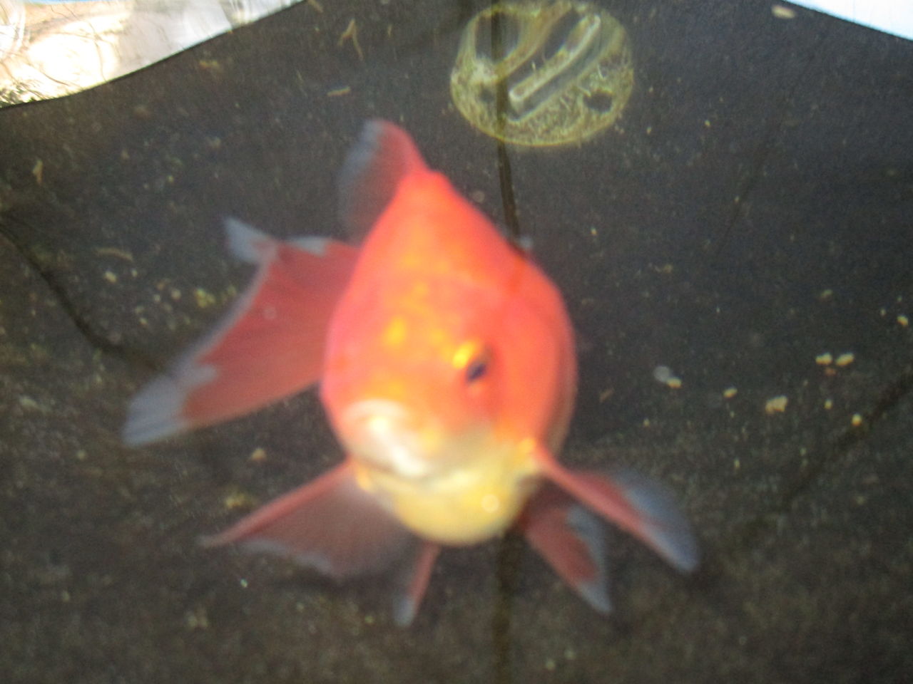 素赤の金魚 土佐錦魚の土佐の里 素赤の金魚 土佐錦魚の土佐の里