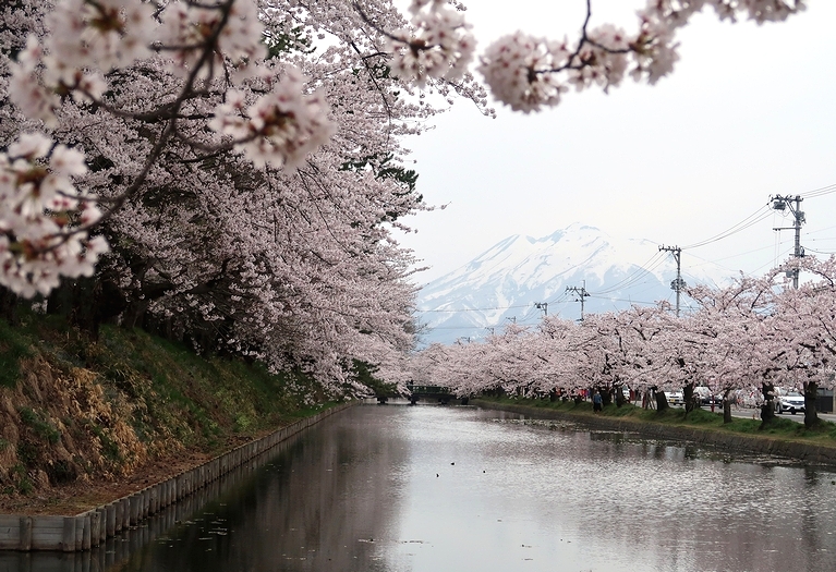 三大桜名所の一つ弘前公園には ソメイヨシノで日本一が二つ 古さで日本一 幹周り日本一 せき仙人メモ写真記