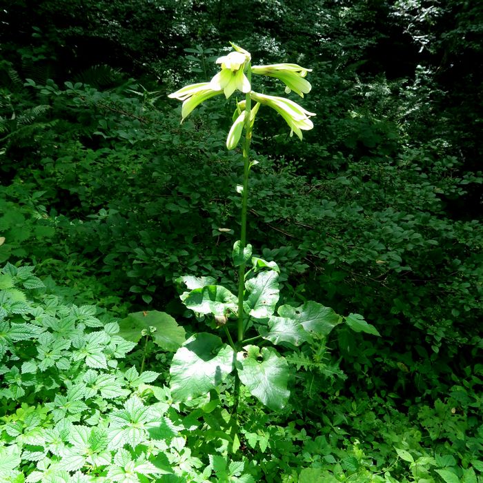 ウバユリ 漢字では 姥百合 歩く姿は百合の花 の仲間と思いたくない せき仙人メモ写真記