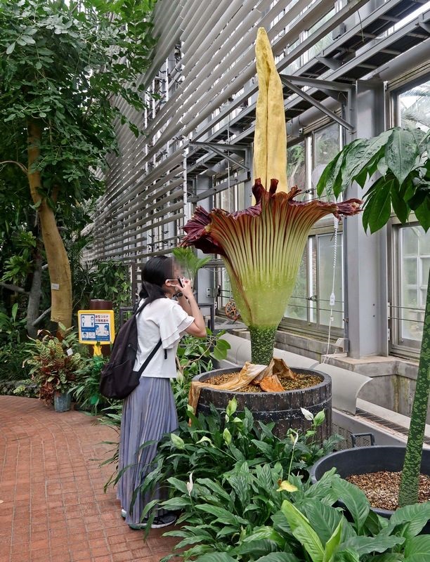 ショクダイオオコンニャク 漢字では 燭台大蒟蒻 世界最大の花 京都府立植物園で初めて咲かせることに成功したとのニュース せき仙人メモ写真記