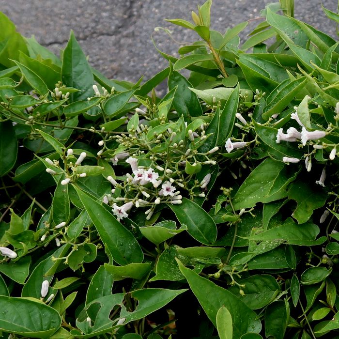 ヘクソカズラ 可愛らしい花に似合わない名 葉や花に悪臭を放つ成分があると 漢字で書くと屁糞葛 せき仙人メモ写真記