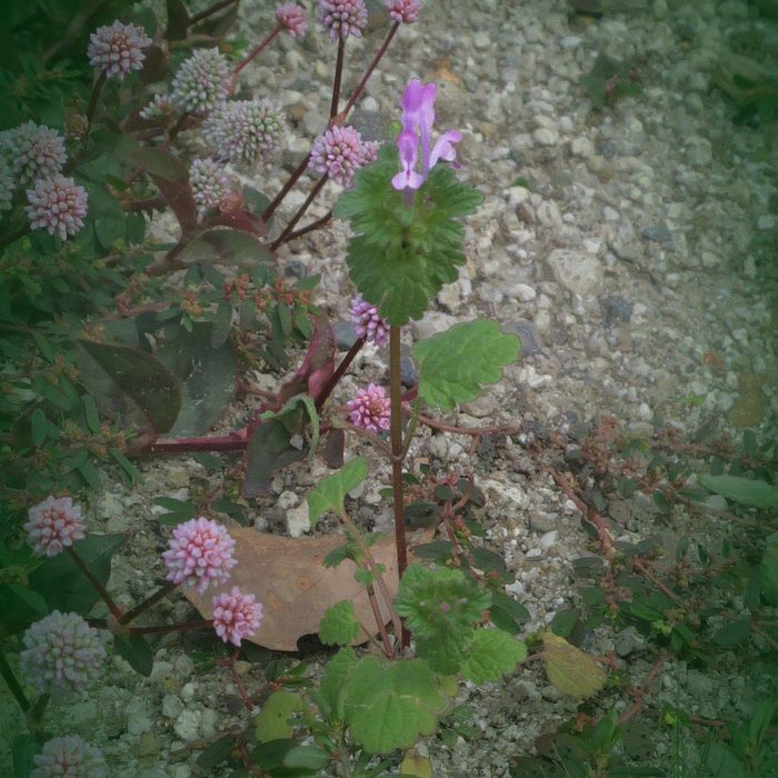 ホトケノザ 花は 春によくみるヒメオドリコソウに似てるけど 葉などかなり違う せき仙人メモ写真記