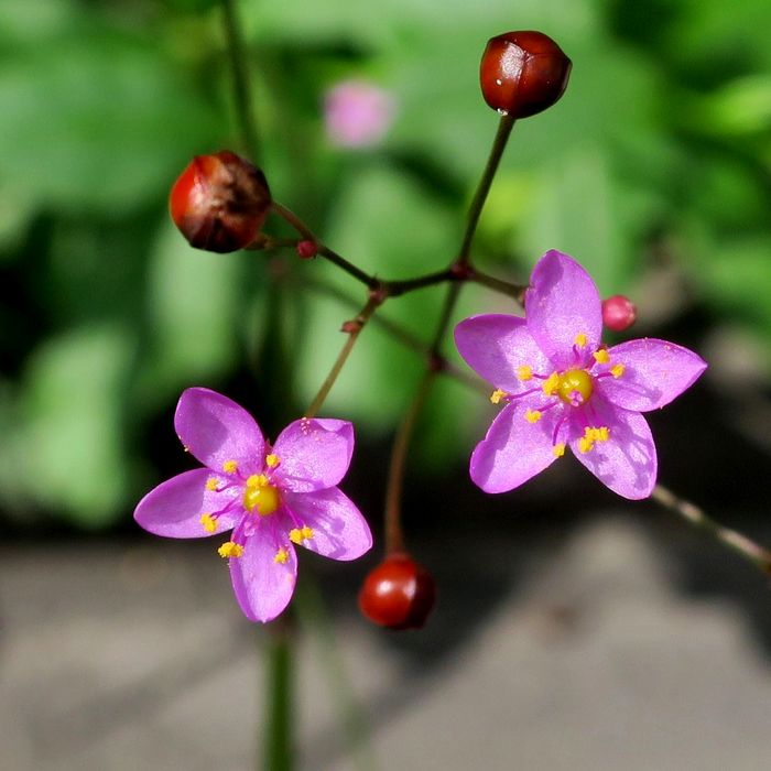 ハゼラン 細長い茎に 5 6ミリのピンクの花 ２ 3ミリの赤い実 雑草の中からヒョロヒョロッと伸びだしていた 道端で せき仙人メモ写真記
