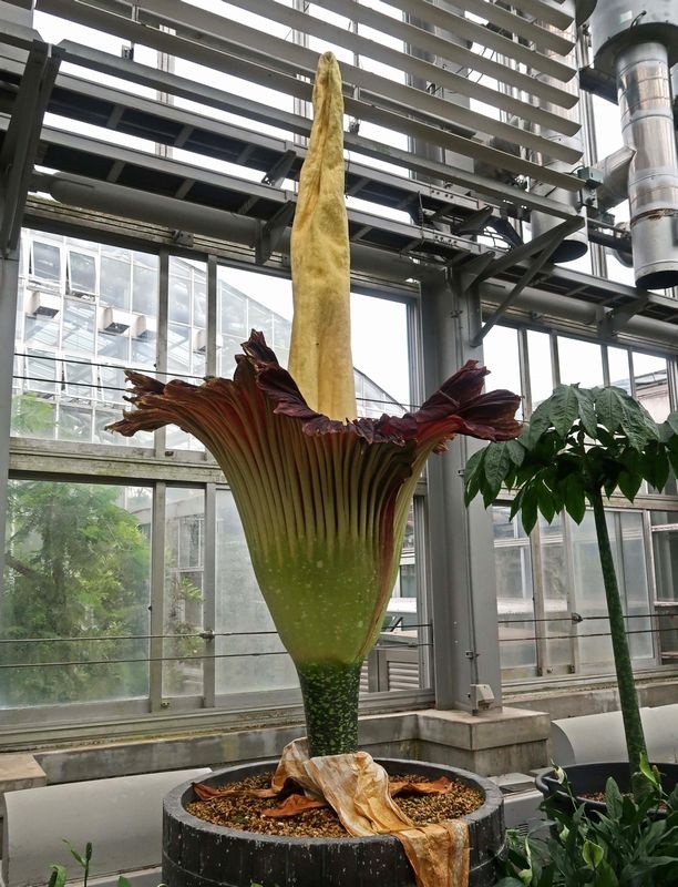 ショクダイオオコンニャク 漢字では 燭台大蒟蒻 世界最大の花 京都府立植物園で初めて咲かせることに成功したとのニュース せき仙人メモ写真記