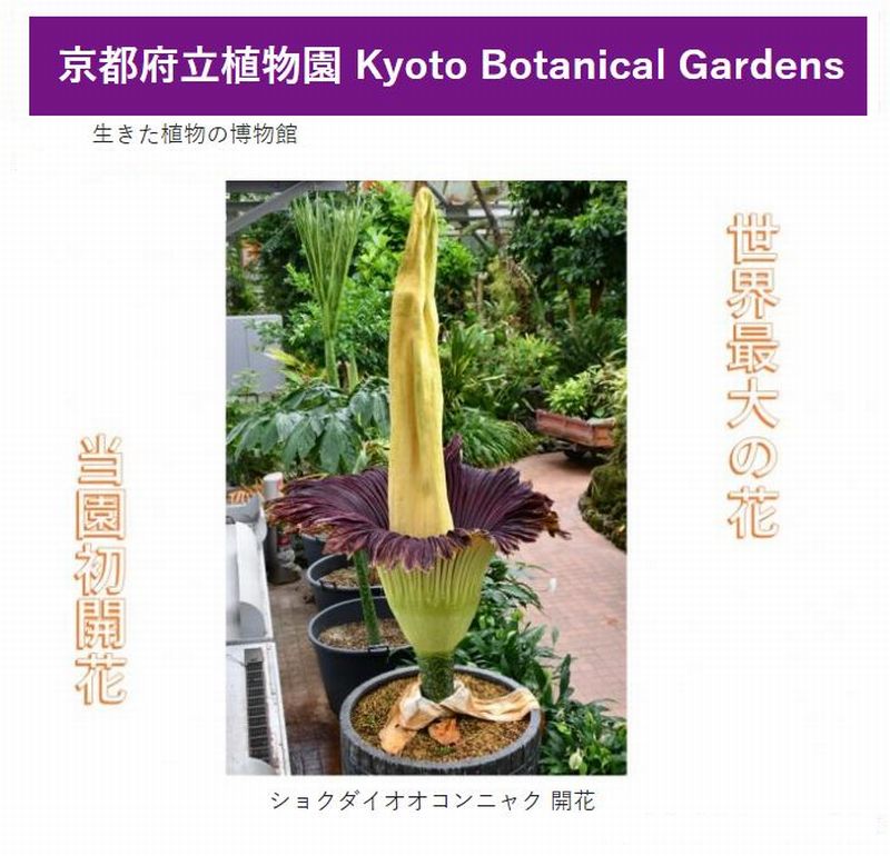 ショクダイオオコンニャク 漢字では 燭台大蒟蒻 世界最大の花 京都府立植物園で初めて咲かせることに成功したとのニュース せき仙人メモ写真記