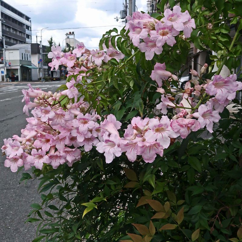 ピンクノウゼンカズラ うすい花びらが風にゆれる 猛暑でも何となく爽やか 橙色で暑苦しくかんじるノウゼンカズラと同じ科とは せき仙人メモ写真記