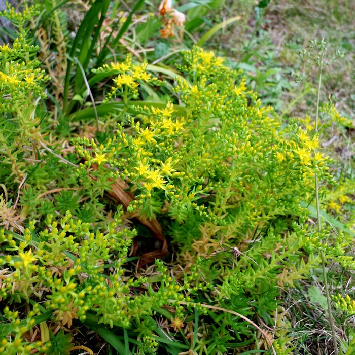 メキシコマンネングサ 金魚藻に花がついたような感じ 雑草などに混じって咲いてた 自然のものなのか 植えられたものなのか せき仙人メモ写真記