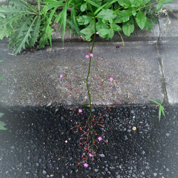 ハゼラン 細長い茎に 5 6ミリのピンクの花 ２ 3ミリの赤い実 雑草の中からヒョロヒョロッと伸びだしていた 道端で せき仙人メモ写真記