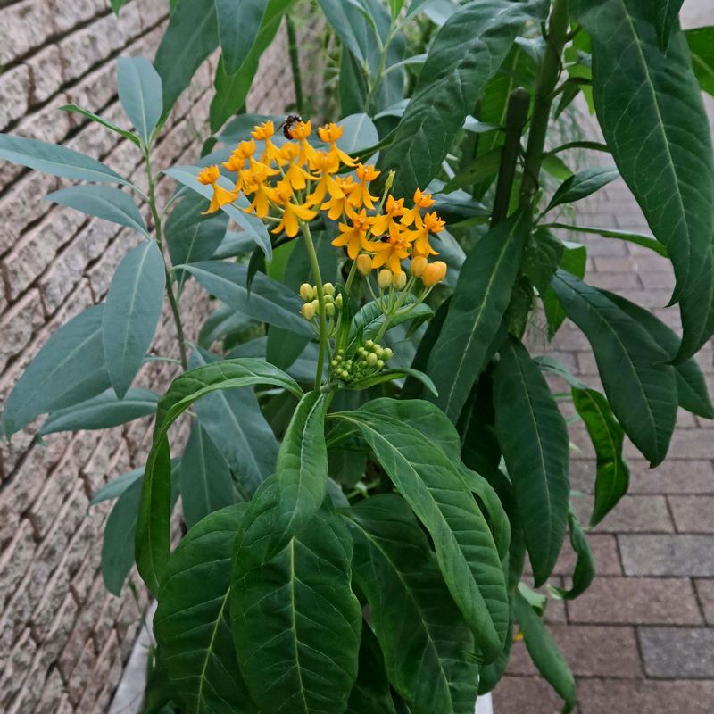 キバナトウワタ 歩道に並べられたプランターに身の丈ほどの木 橙色の花びらは下向きに開いて 小さい踊り子人形のよう せき仙人メモ写真記