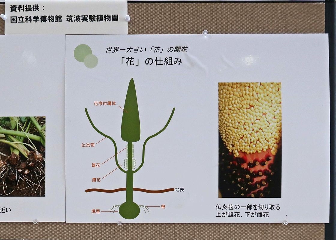 ショクダイオオコンニャク 漢字では 燭台大蒟蒻 世界最大の花 京都府立植物園で初めて咲かせることに成功したとのニュース せき仙人メモ写真記