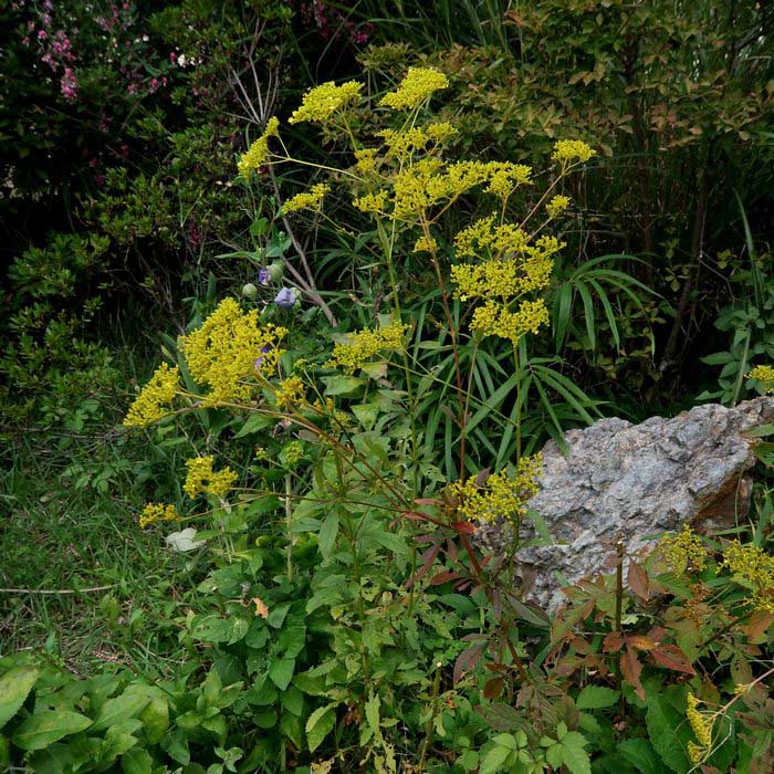 オミナエシ 女郎花 秋の七草の一つ 昔はどこででも見られたようですが いまでは街中で見ることは滅多にありません せき仙人メモ写真記