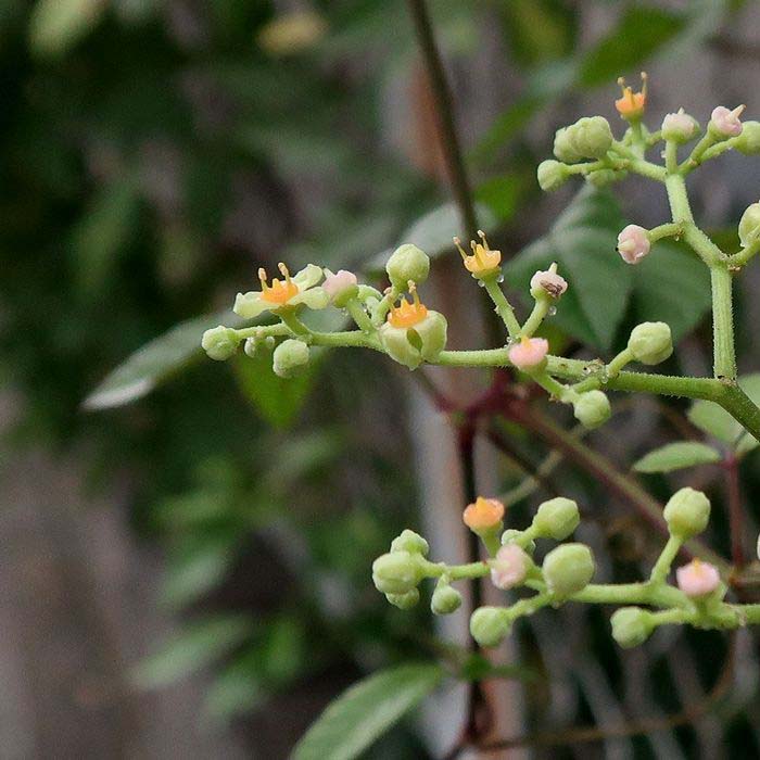 ヤブガラシ 藪枯らし 植木や生垣 フェンスなど覆うように繁茂する蔓草 生命力旺盛 刈っても根茎を残すと ふたたび勢いよく芽をだす 駆除がやっかい せき仙人メモ写真記