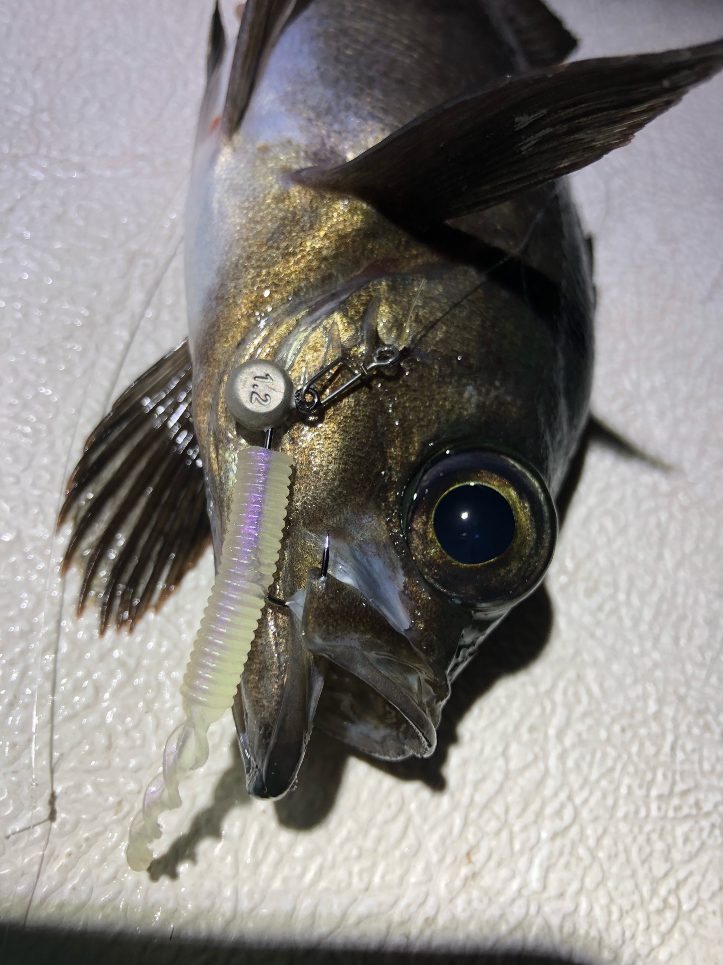 ボートメバルin広島 Todays Fishing ボートメバルin広島 Todays Fishing