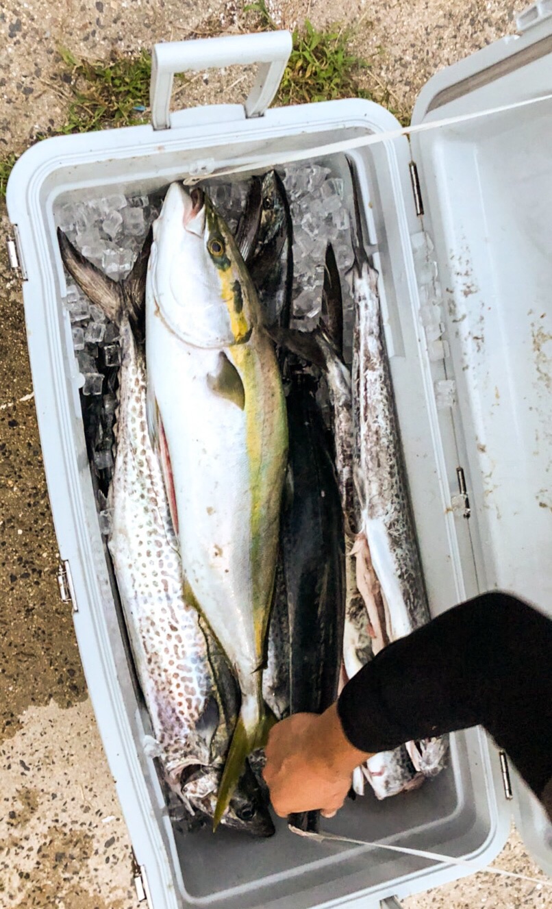 サワラ連発 Todays Fishing サワラ連発 Todays Fishing