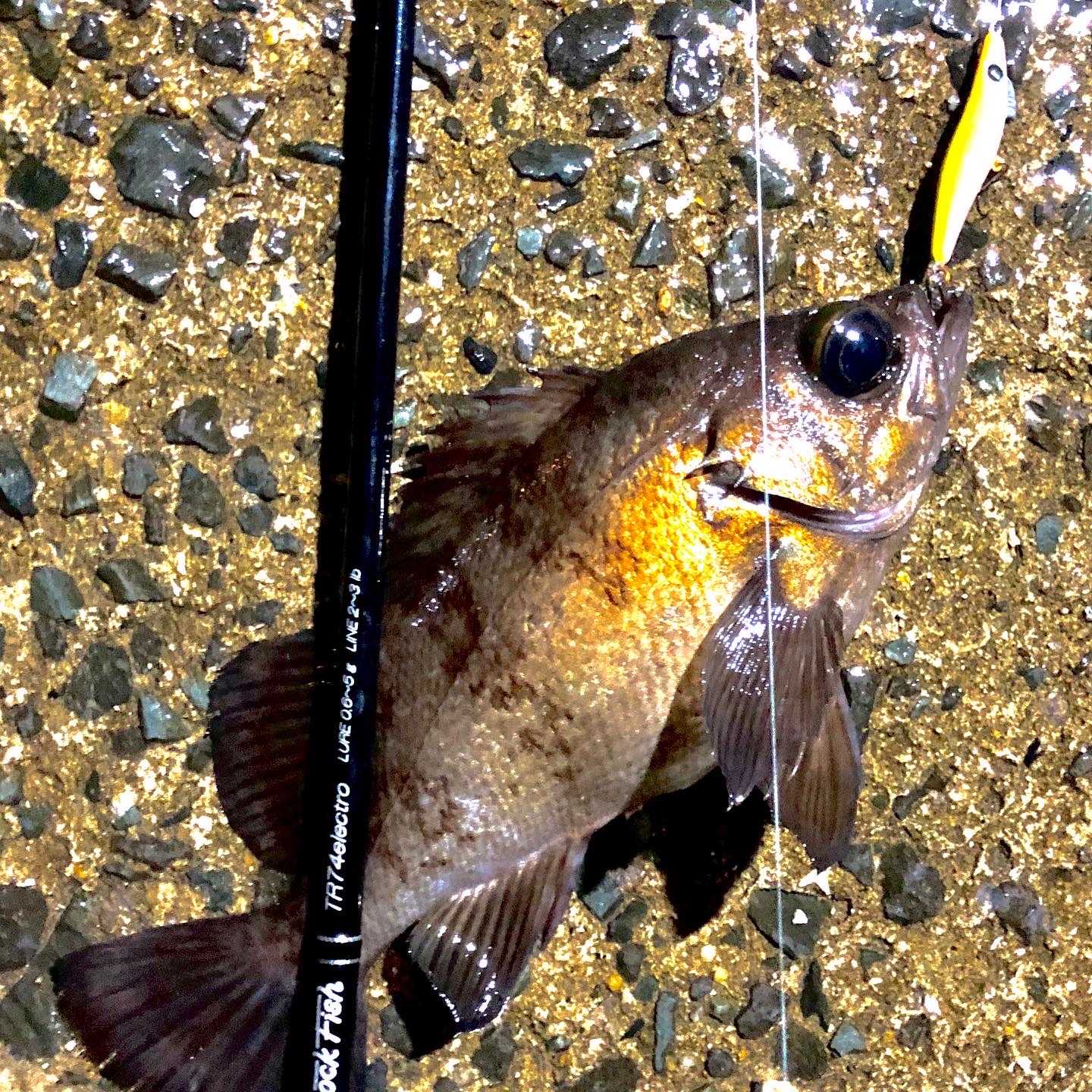 シーズン序盤のメバル調査 Todays Fishing シーズン序盤のメバル調査 Todays Fishing