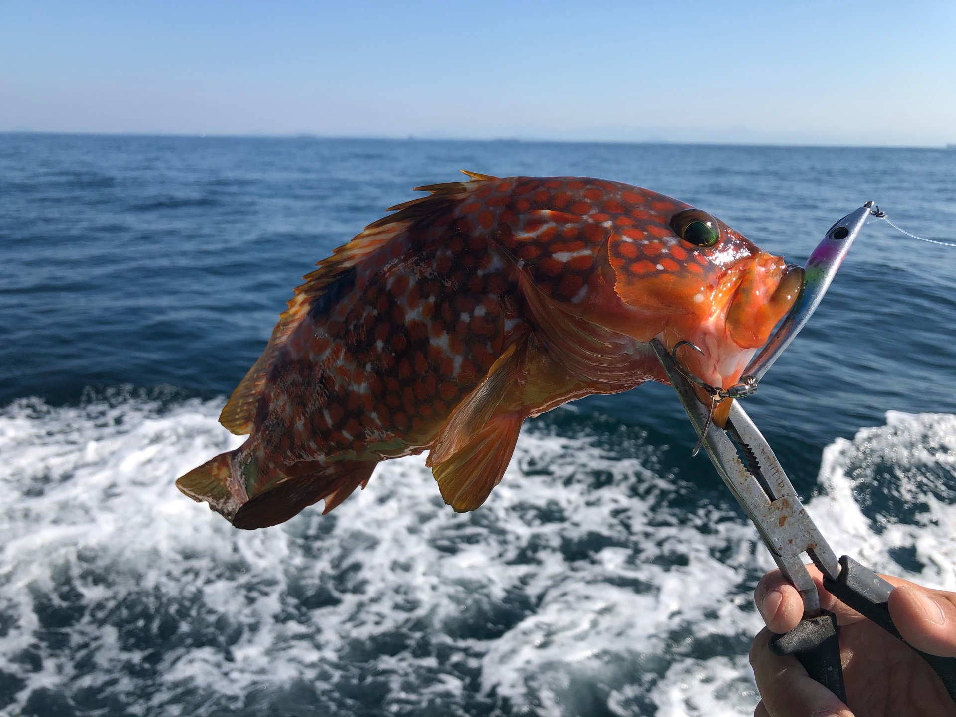 最高メタルマル アクション すべての魚の画像 最高メタルマル アクション すべての魚の画像