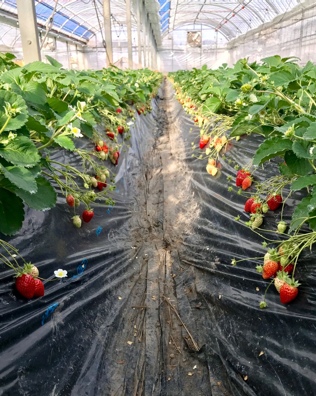 いちご畑の見学 いちご大福 に使ういちごを 関市田原のアグリメイトさんのビニールハウスで 岐阜県関市のお土産に和菓子を 和菓子処 関市虎屋 のブログ