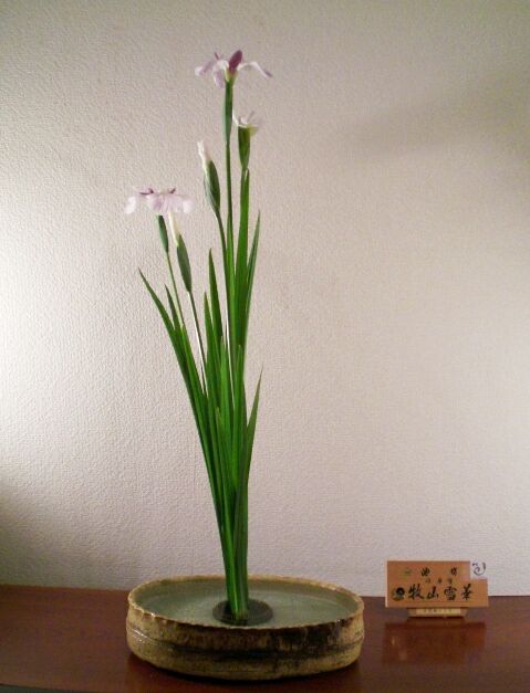 雪華と うふふ 池坊いけばな 菖蒲の節句