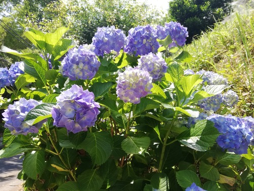 20200608近所の紫陽花1